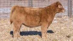 TAG 44 HEIFER