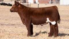 TAG 147 STEER