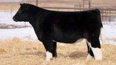 TAG 130 STEER