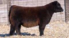 TAG 40 HEIFER