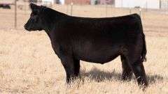 TAG 110 STEER