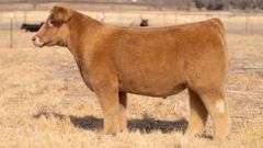 TAG 150 STEER