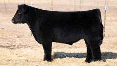TAG 106 STEER