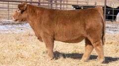 TAG 156 STEER