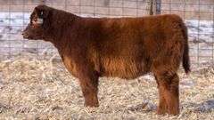 TAG 60 HEIFER