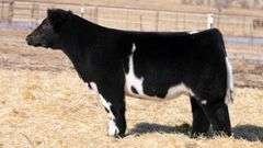 TAG 126 STEER