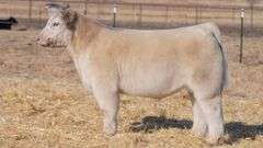TAG 114 STEER