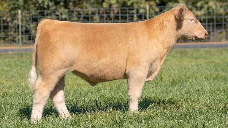 TAG 202 STEER