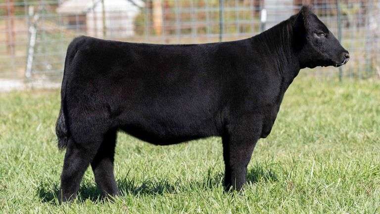 TAG 243 HEIFER