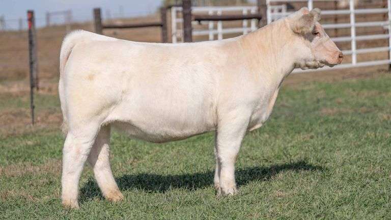 TAG 40 - CHAROLAIS HEIFER
