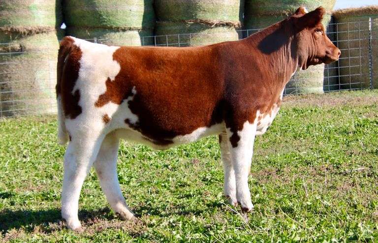 KAFFEINE RUSH HEIFER