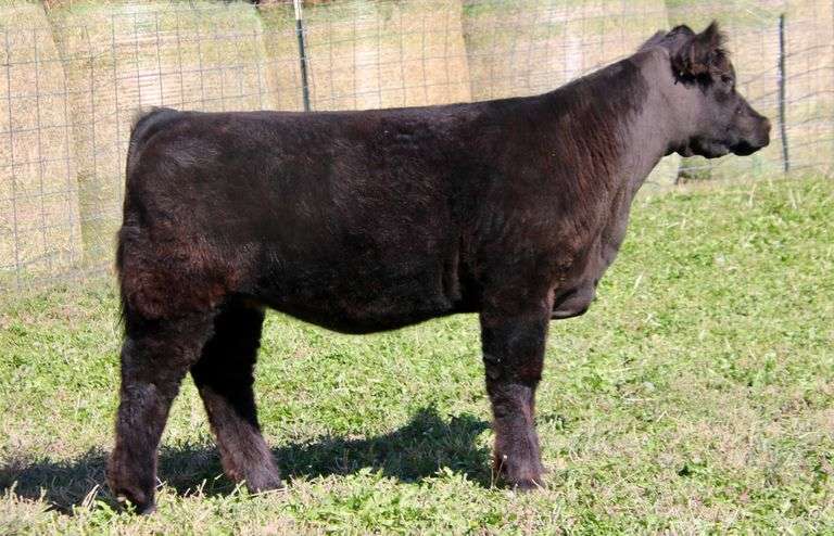 KOVER GIRL HEIFER