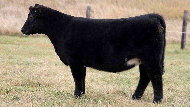 TAG 17 3/4 SHORTHORN HEIFER