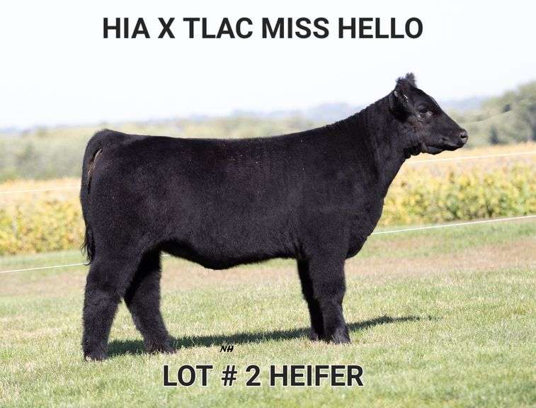TAG 2 HEIFER