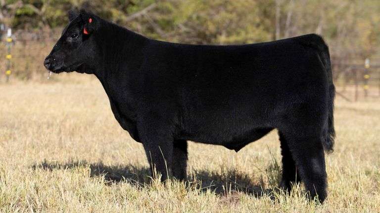 TAG 154 STEER