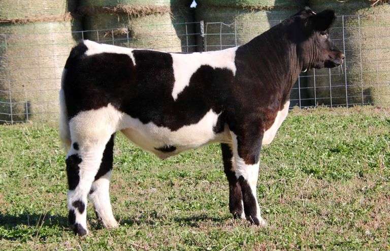KA BOOM STEER