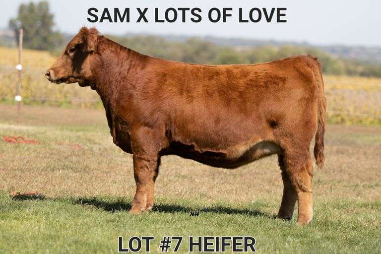 TAG 7 HEIFER