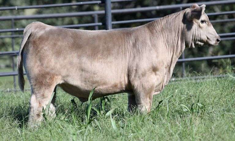 TAG 870 STEER