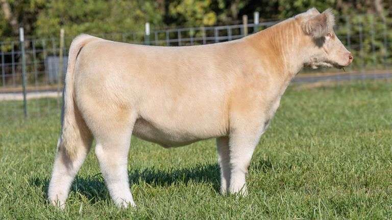 TAG 209 STEER