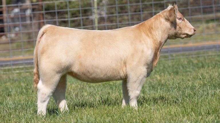 TAG 228 HEIFER