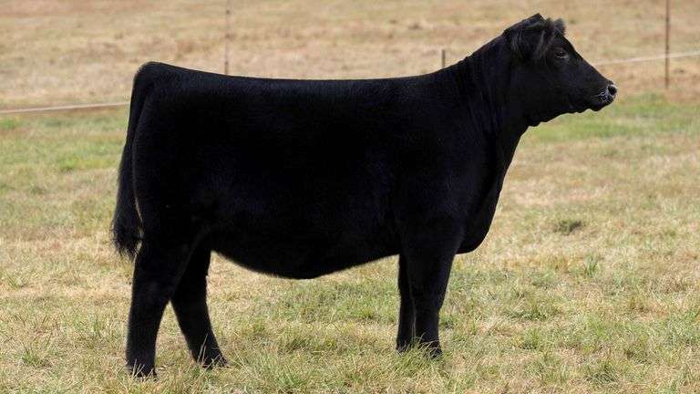 TAG 15 ANGUS HEIFER