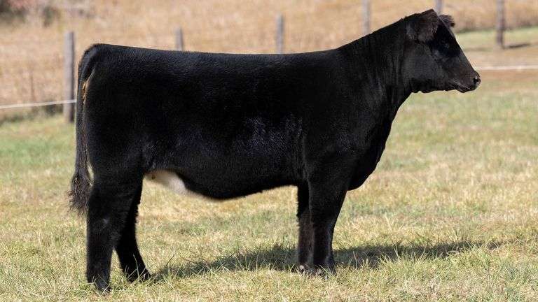 TAG 11 % SIMM / CHI / 25% SHORTHORN HEIFER