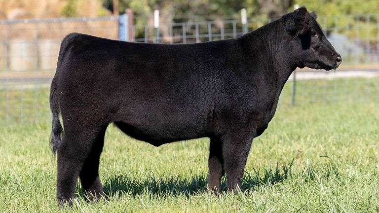 TAG 204 STEER