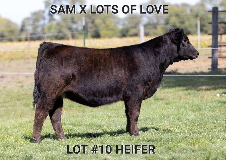 TAG 10 HEIFER