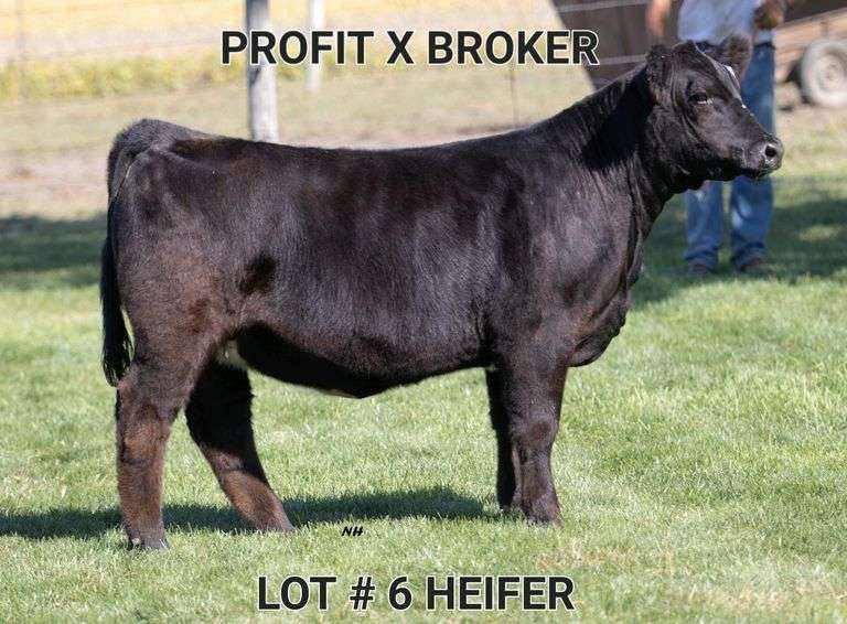 TAG 6 HEIFER