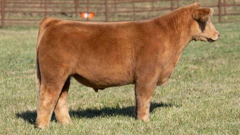 TAG 1 STEER