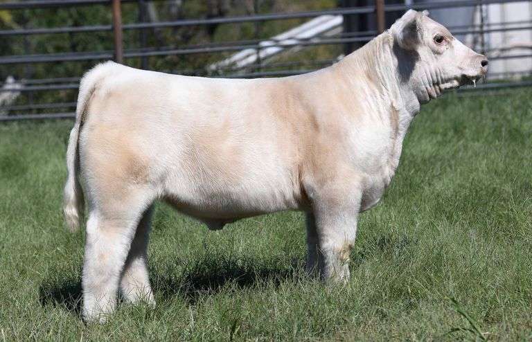 TAG 4033 STEER