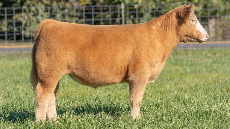 TAG 215 STEER