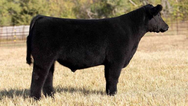 TAG 155 STEER