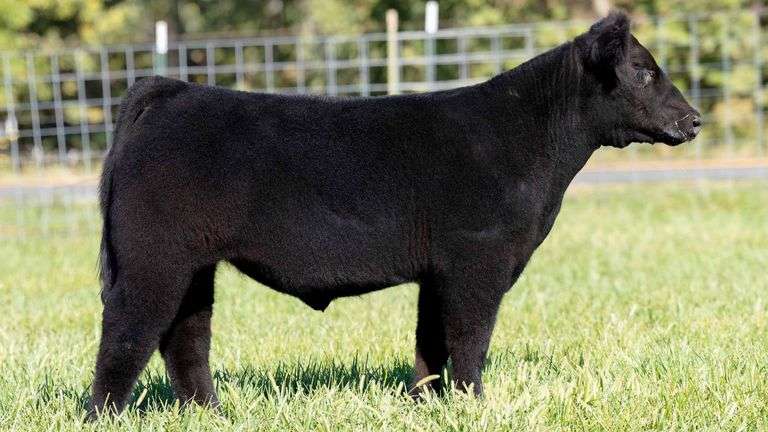 TAG 212 STEER