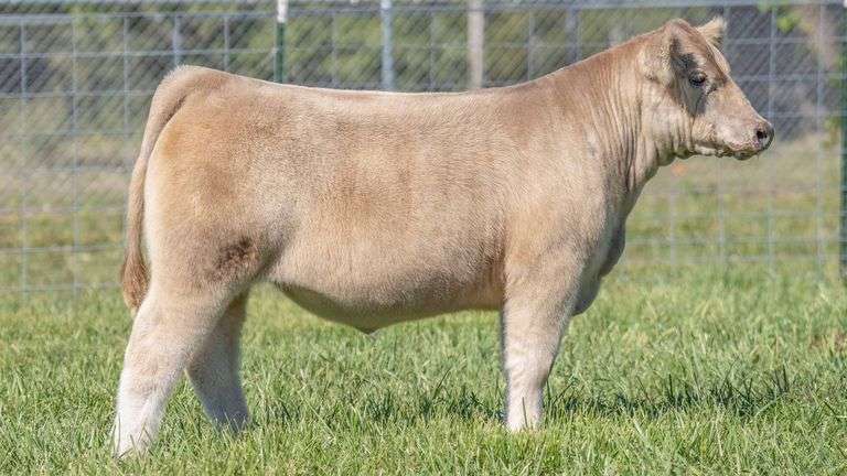 TAG 220 STEER
