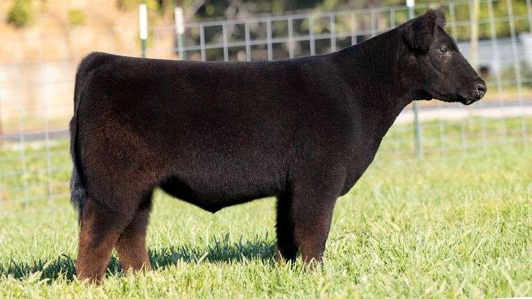 TAG 203 STEER
