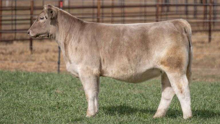 TAG 39 - MAINETAINER/COMP. CHAROLAIS HEIFER