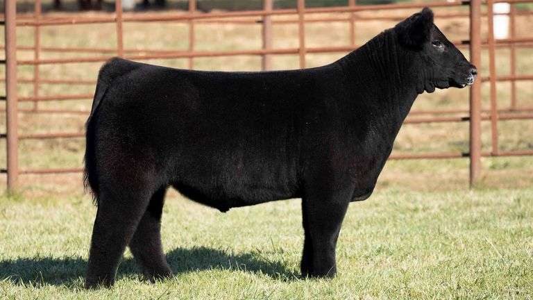 TAG 8 STEER