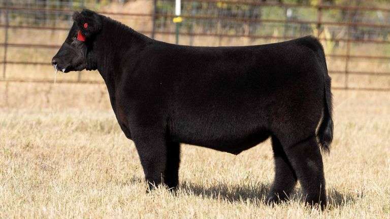 TAG 158 STEER