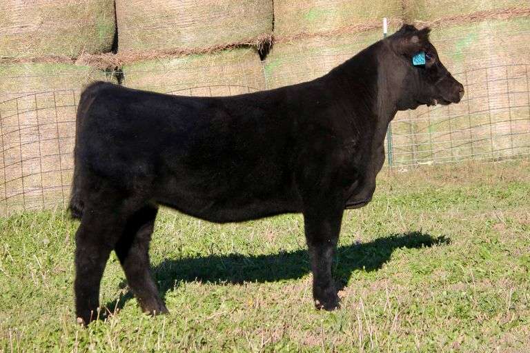 KRUSH HEIFER