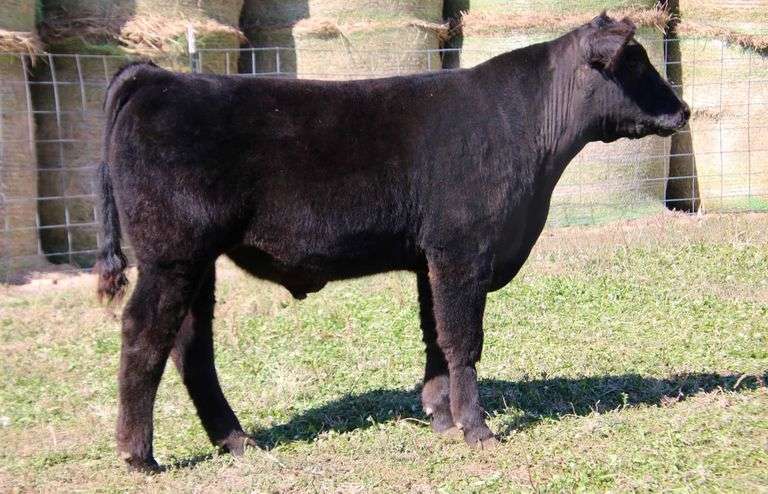 KA CHING STEER