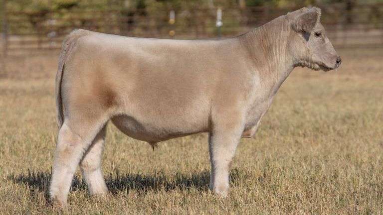 TAG 164 STEER