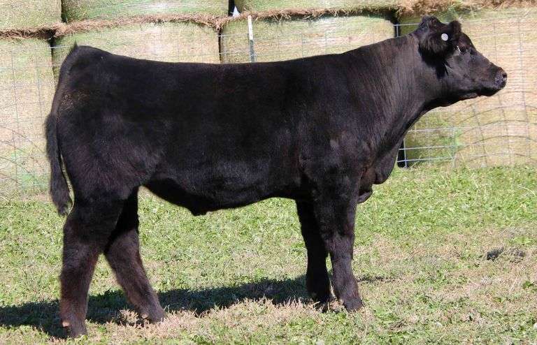 KAN'T STOP ME NOW STEER