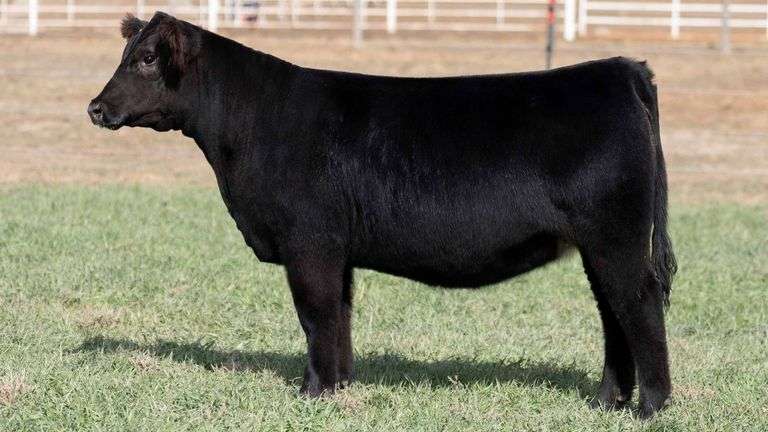 TAG 31 - 3/4 SIMMENTAL HEIFER