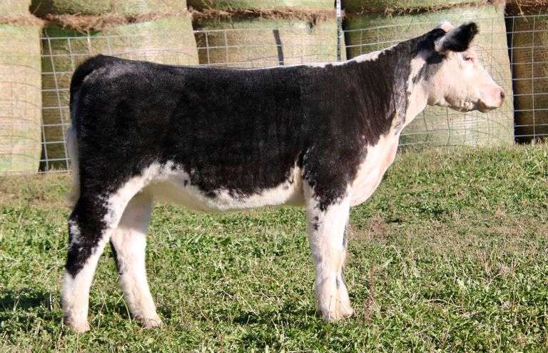 KOMFORT & JOY HEIFER