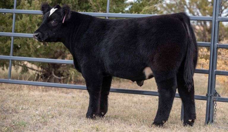 TAG 205 STEER