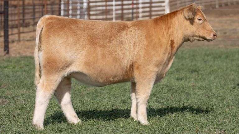 TAG 41 - COMPOSITE CHAROLAIS HEIFER