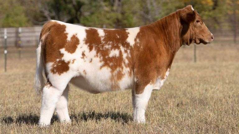 TAG 151 HEIFER