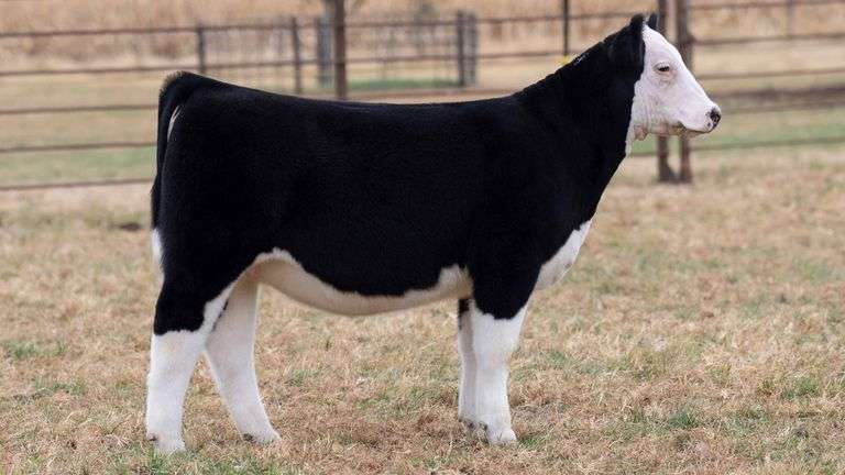TAG 58 MAINETAINER HEIFER