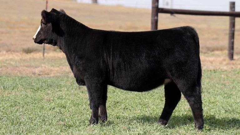 TAG 33 - 3/4 SIMMENTAL HEIFER